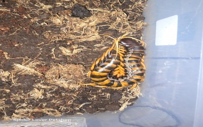 piceoflava centipede kelabang 